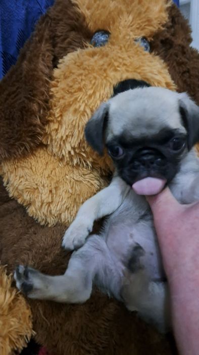 Продаю клубных щенков мопсят