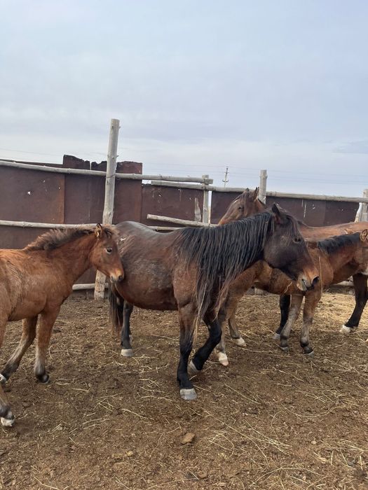 Бие сатылады.Қызбел ауылында.