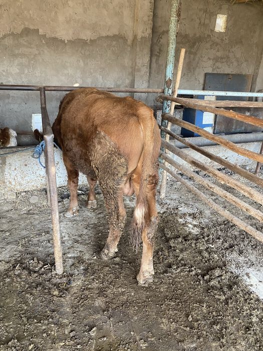 Укичча сотилоди 10 ойлик