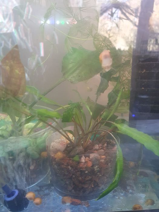 Криптокорина два вида растении для аквариума