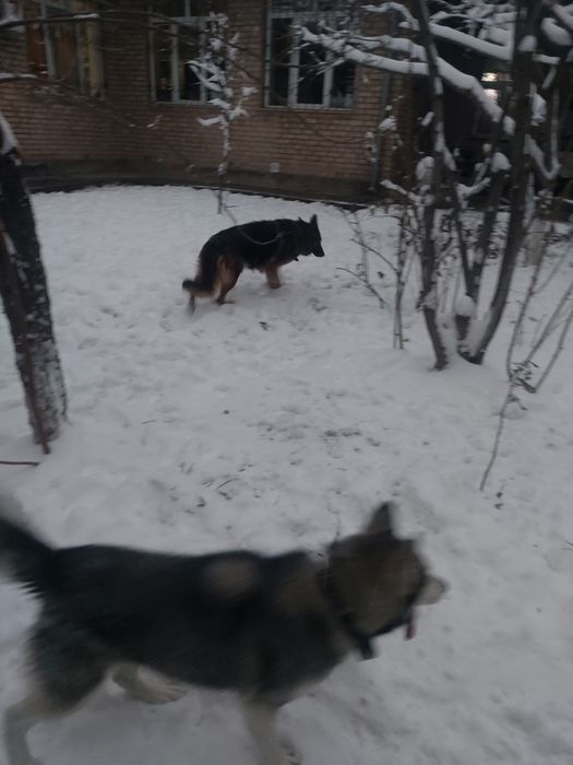 Отдам даром хаски и овчарку