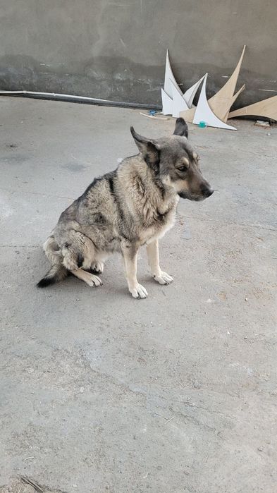 Собака девочка смешанная авчарка