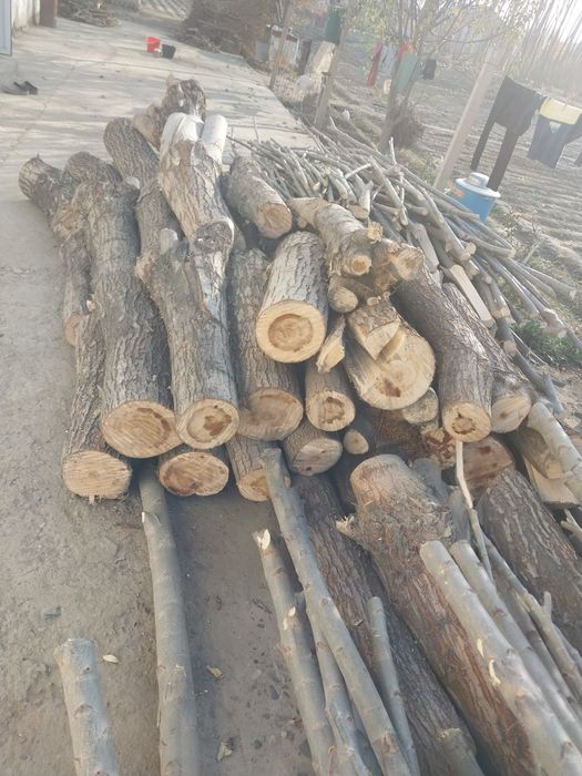 Ходалар бор ёнида утини хам бор