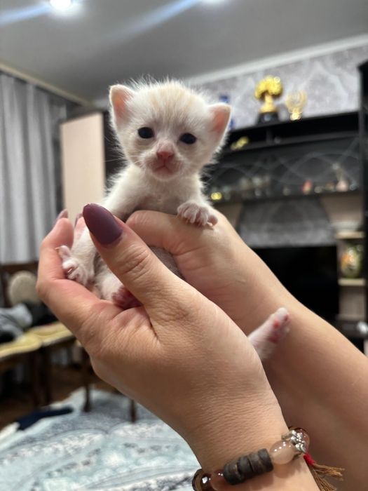 Продам котят скоттиш страйт