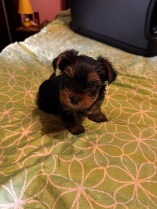 Yorkshire terrier pui