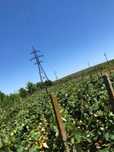 Teren extravilan arabil Oltenița - 2500mp