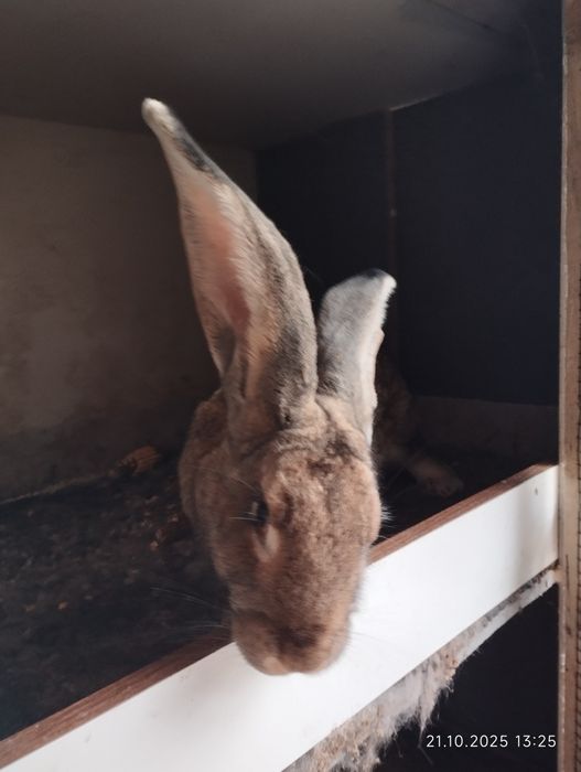 Vând iepuri uriași germani și Fluture german