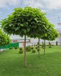 Catalpa (Nana ) .
