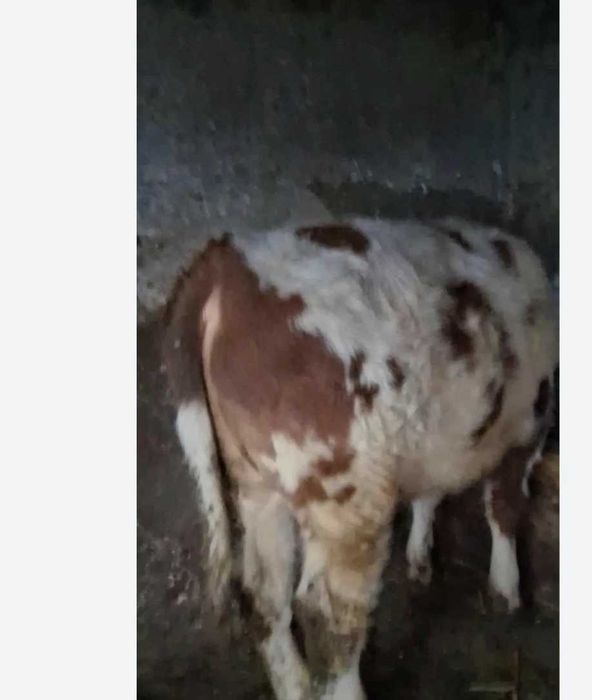 Vitel  crescut natural