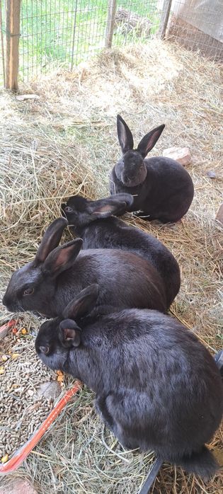 Iepurași Pitici Black Rex