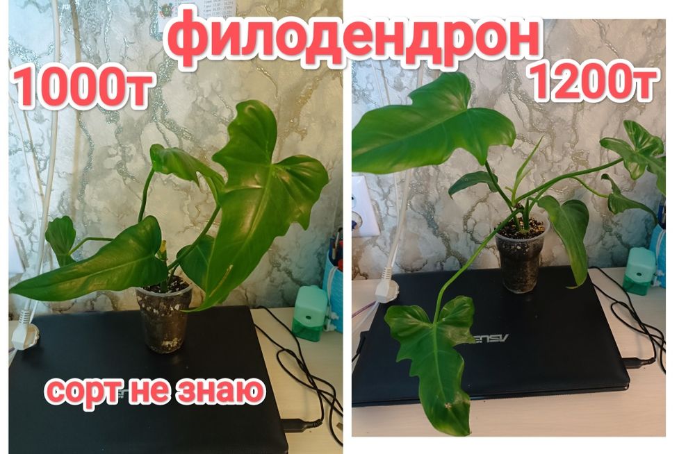 Эпипремнумы и филодендрон.кжби