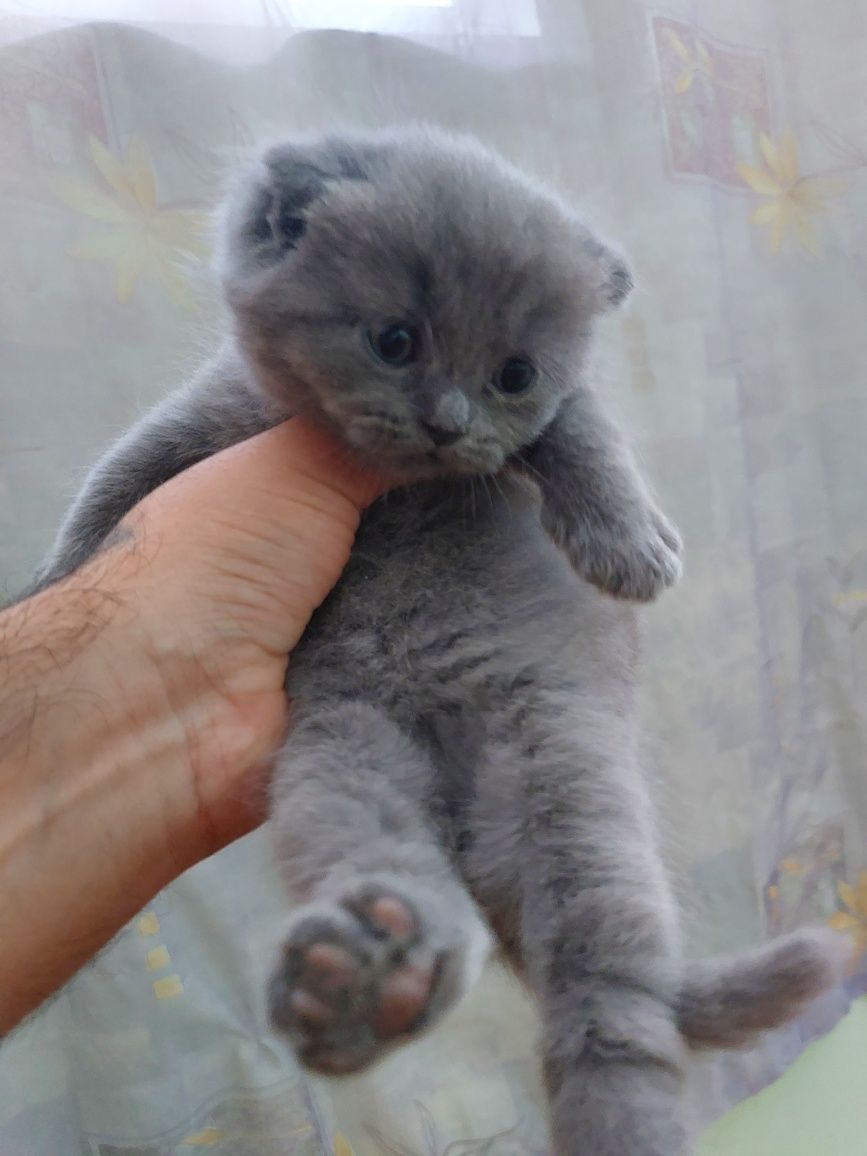 Срочно Продаётся скотиш фолд мальчик