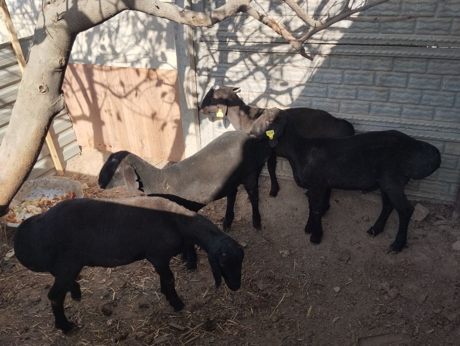 6 oyli soglom qochqorlar