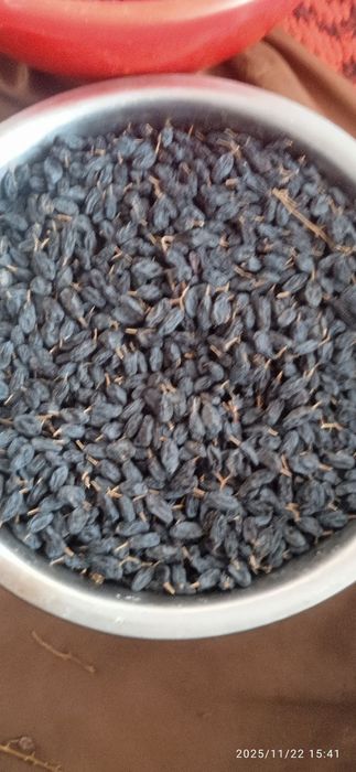 Soyakki Magiz qon koʻpaytirish uchun kuch beradi tabiy dastafka