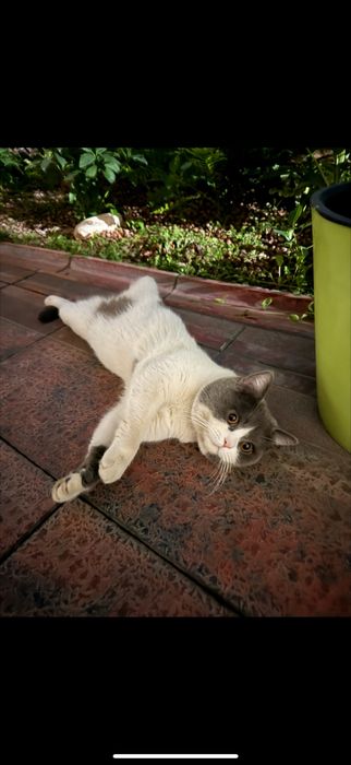 Кошка со всеми документами, ей 1,5года,зовут лаки,мы за нее хотим 200$