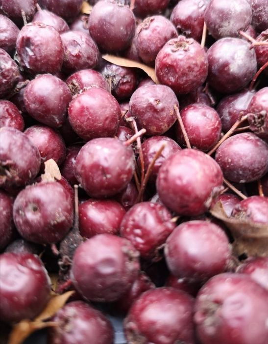 Продам плоды боярки