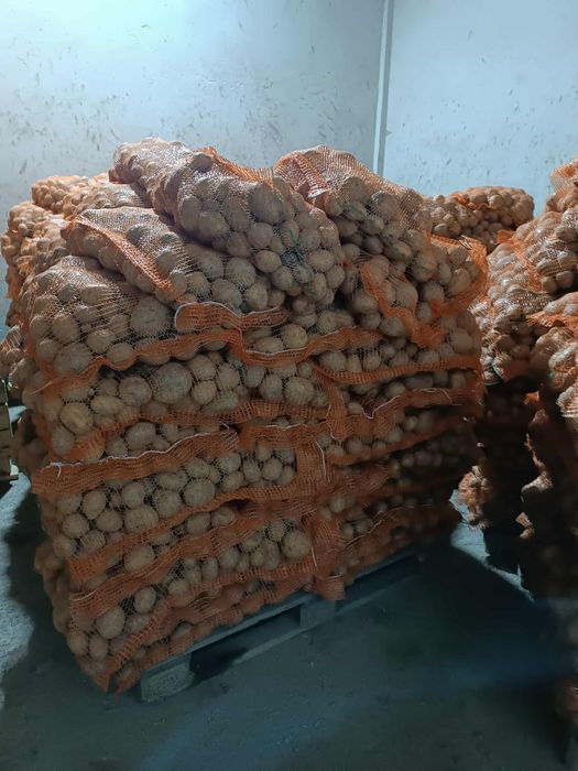 Cartofi ultra calibru 50+