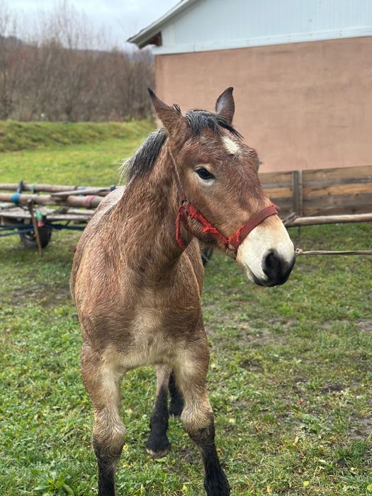 Mânz de vânzare din caii greii