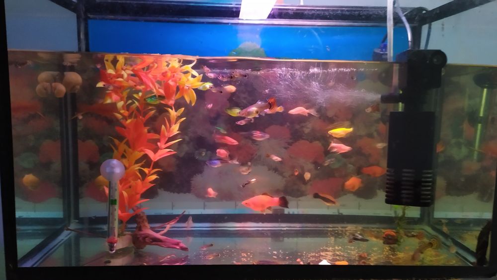 Продам аквариум 45 л и рыбки разные