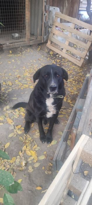 Отдадим бесплатно собаку