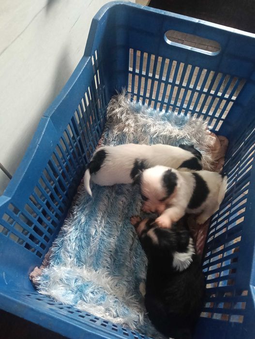 Donez 3 băieței taie mica