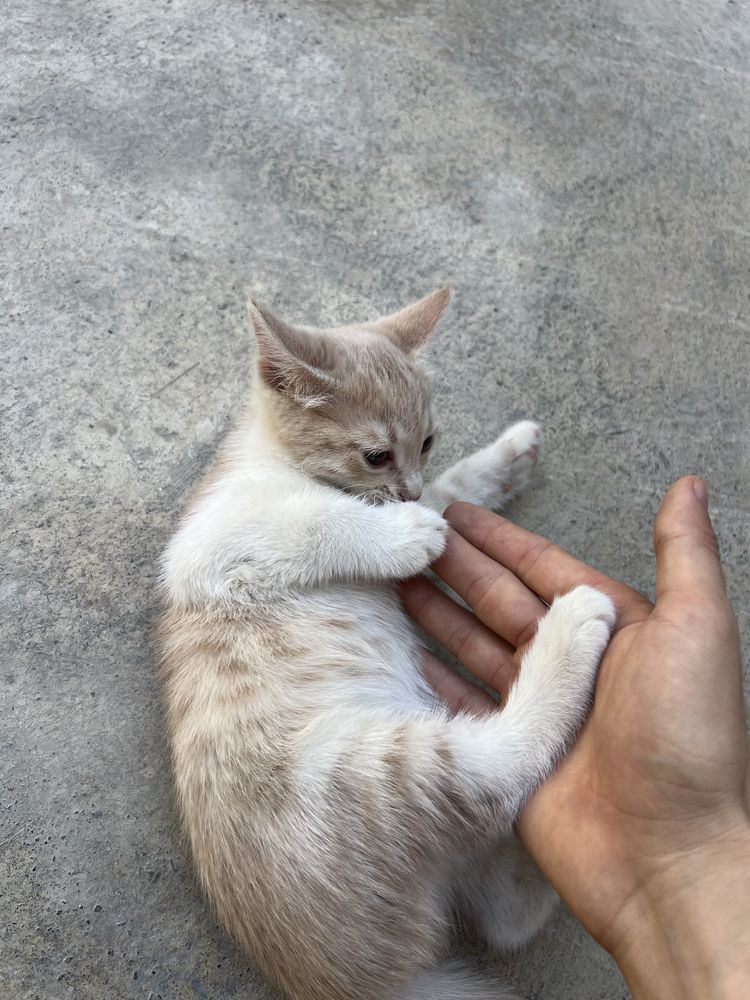 mushuk 3oylik yavvoyi emas uyda katta bugan