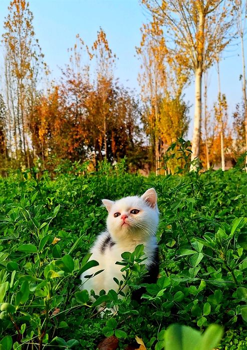 Tozza qon muushukchamiz sotiladi