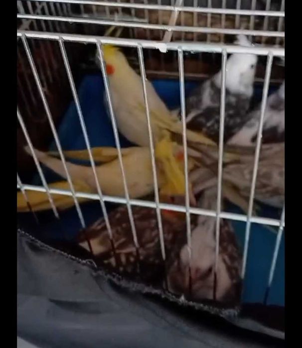 Корели на една година