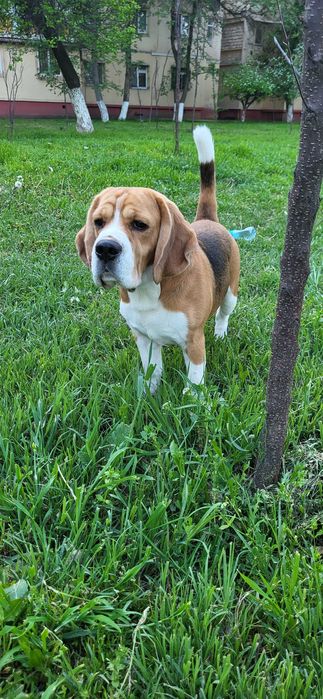 Кобель бигль на вязку