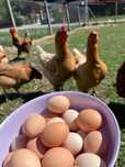 Ouă BiO, Găini, Rață, Gâscă