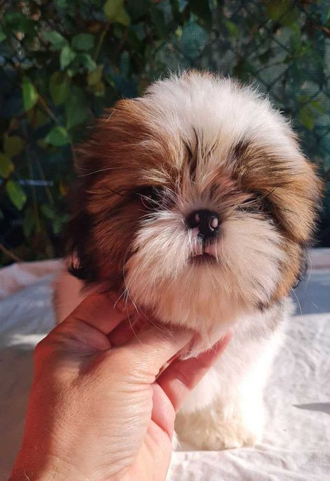Mascul  Shih Tzu