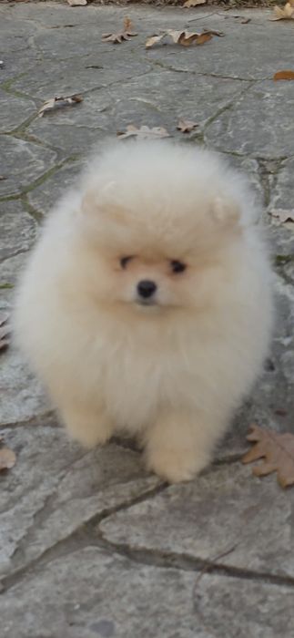 Померан,померанче мини момченца!