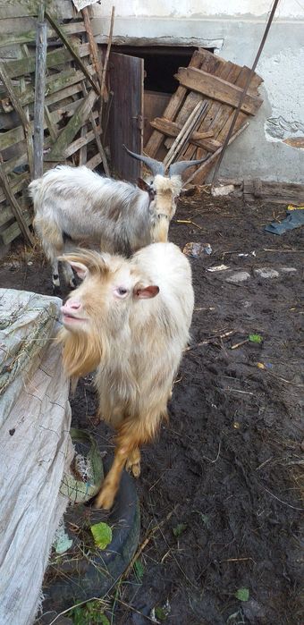 Vând 2 țapi de 2 ani