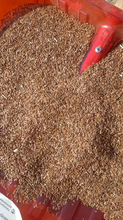 Продам лён 170 тонн