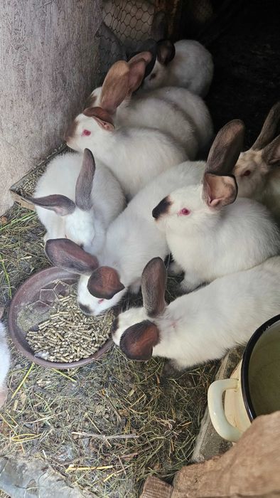 Iepuri californieni