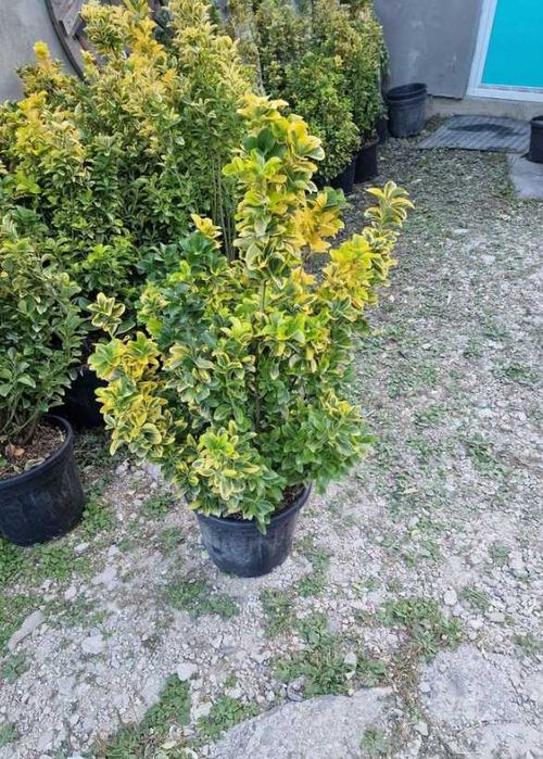Plante de Grădină, Oferim Transport la Domiciliu