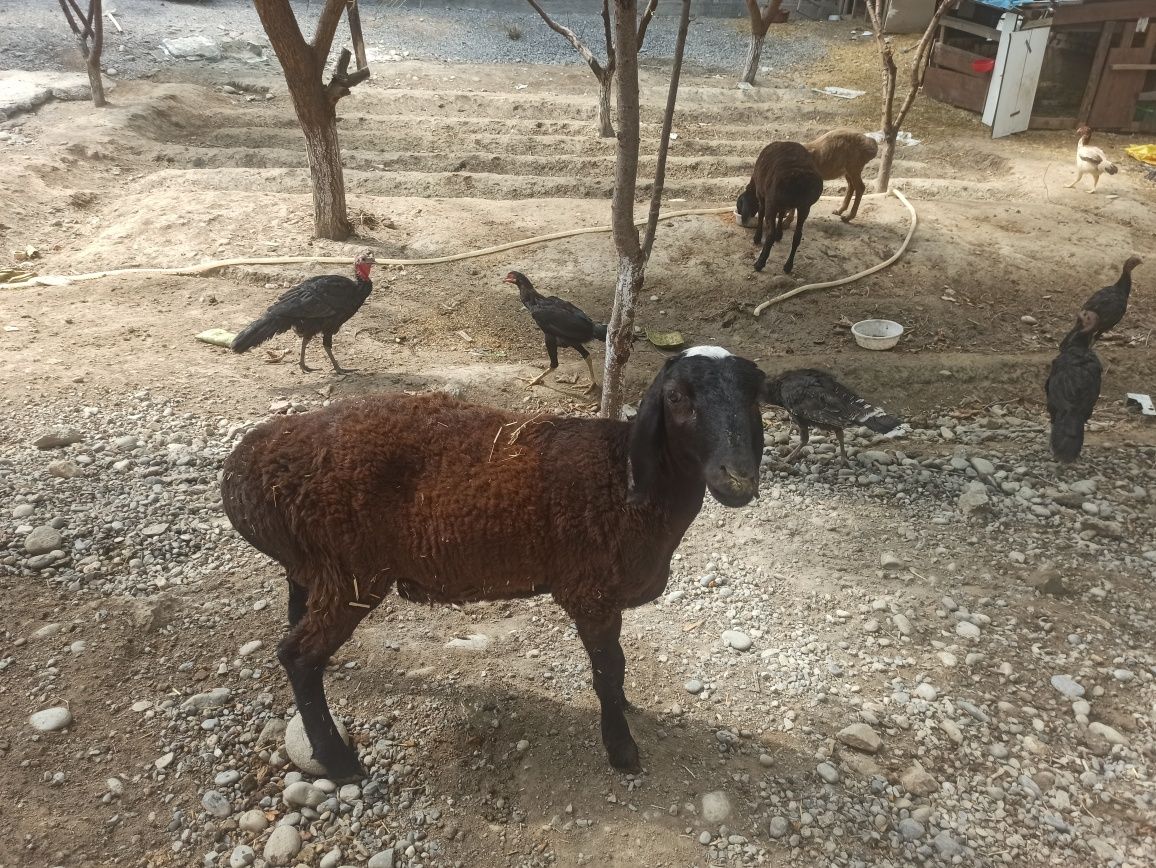 Qoylar sotiladi 4.5000