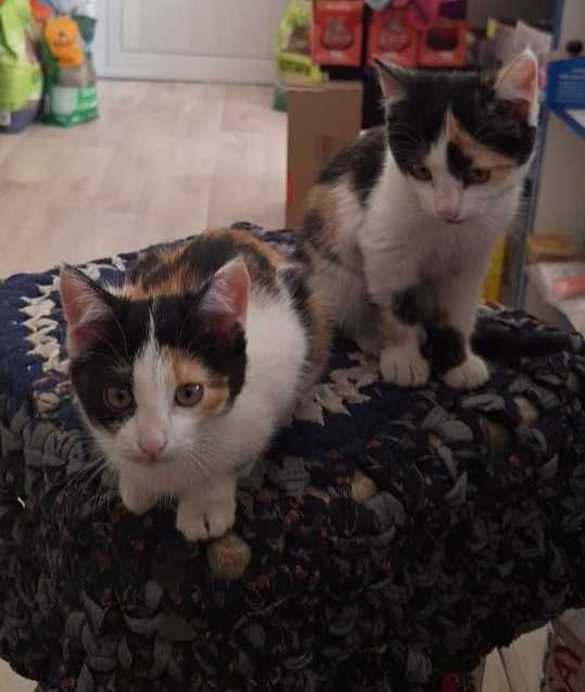 Отдам котят в добрые руки!