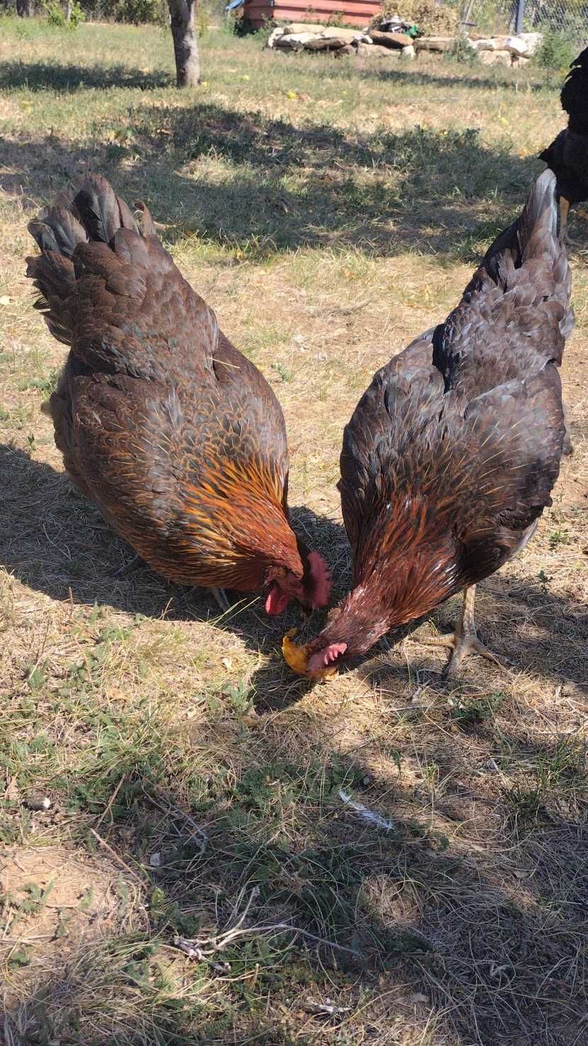 Червена колумбийска брама и катунски кокошки червена линия