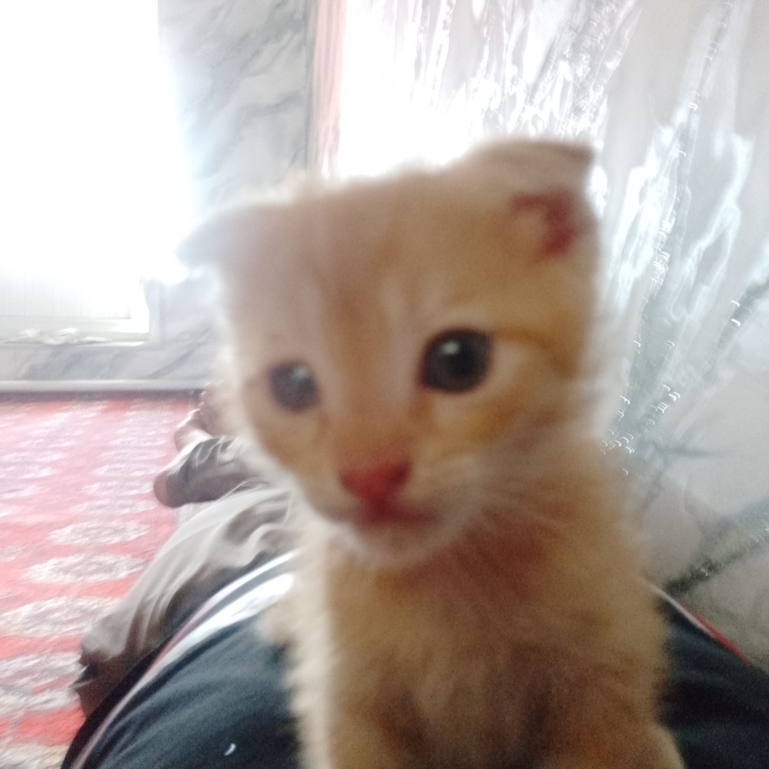 Mushukchalar 2ta