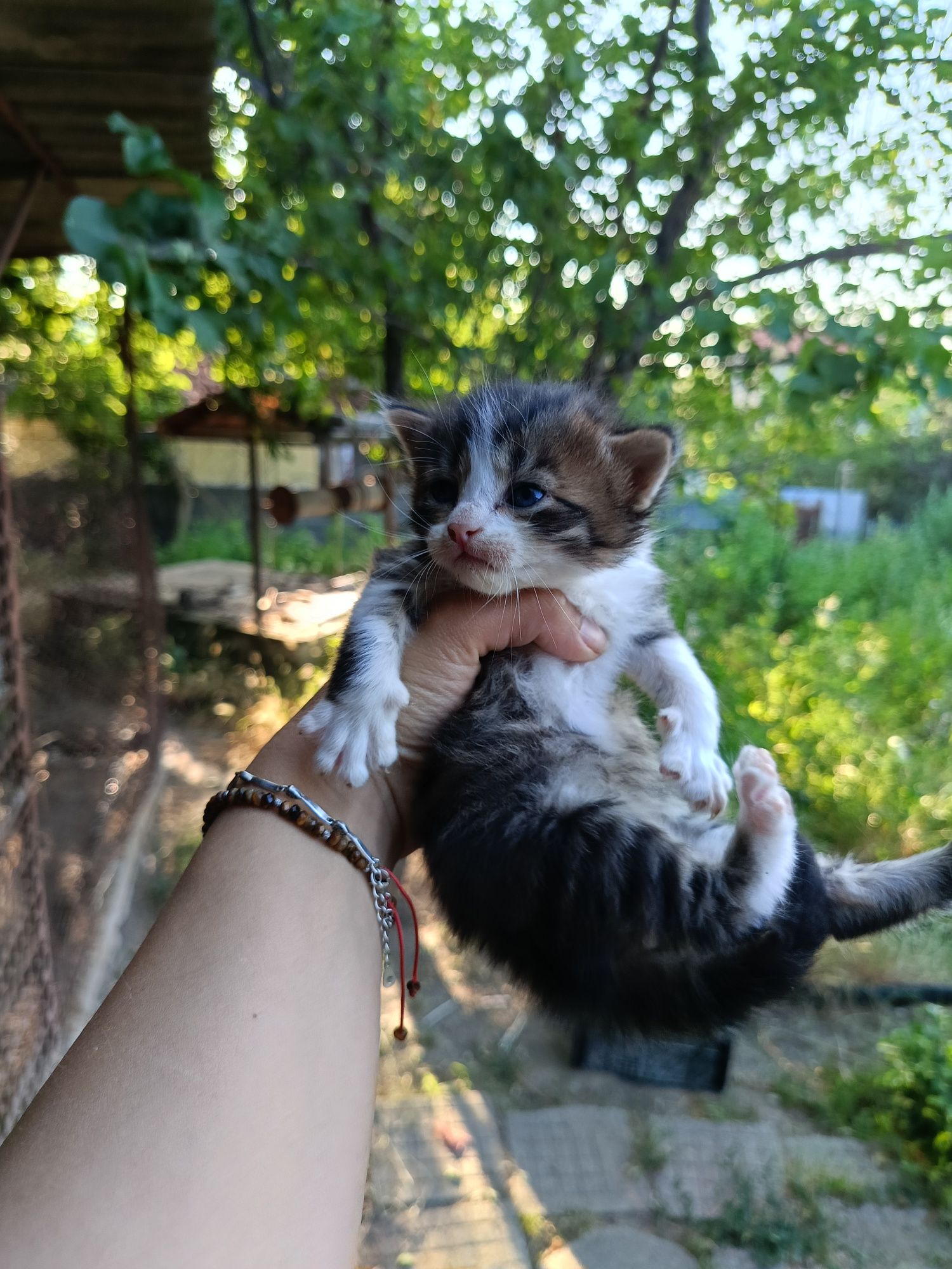 Подарявам котенца