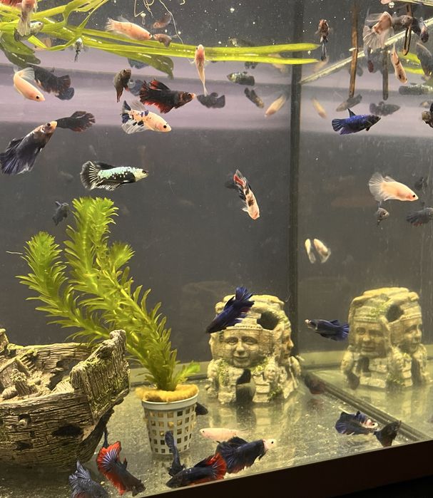 Acvariu JUWEL + pesti betta