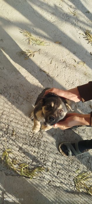 Kuchukcha chupon kuchuk