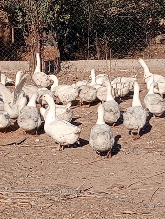 Продам гусей 10.000 порода Линда