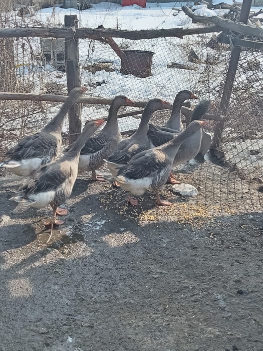 Продам гусей 2 шт самцы 10тыс за одного