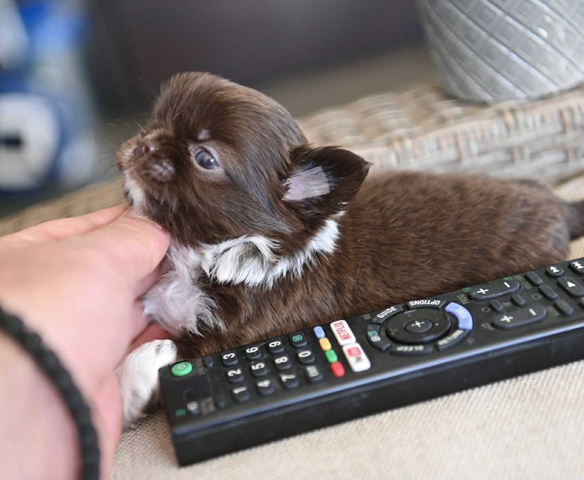 Женско дългокосместо мини чихуахуа шоколадово