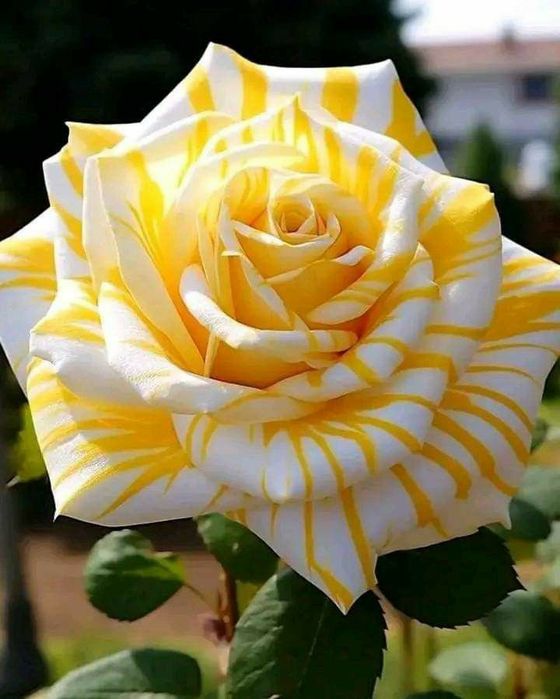 Trandafiri englezesc  cu licenta intens parfumati