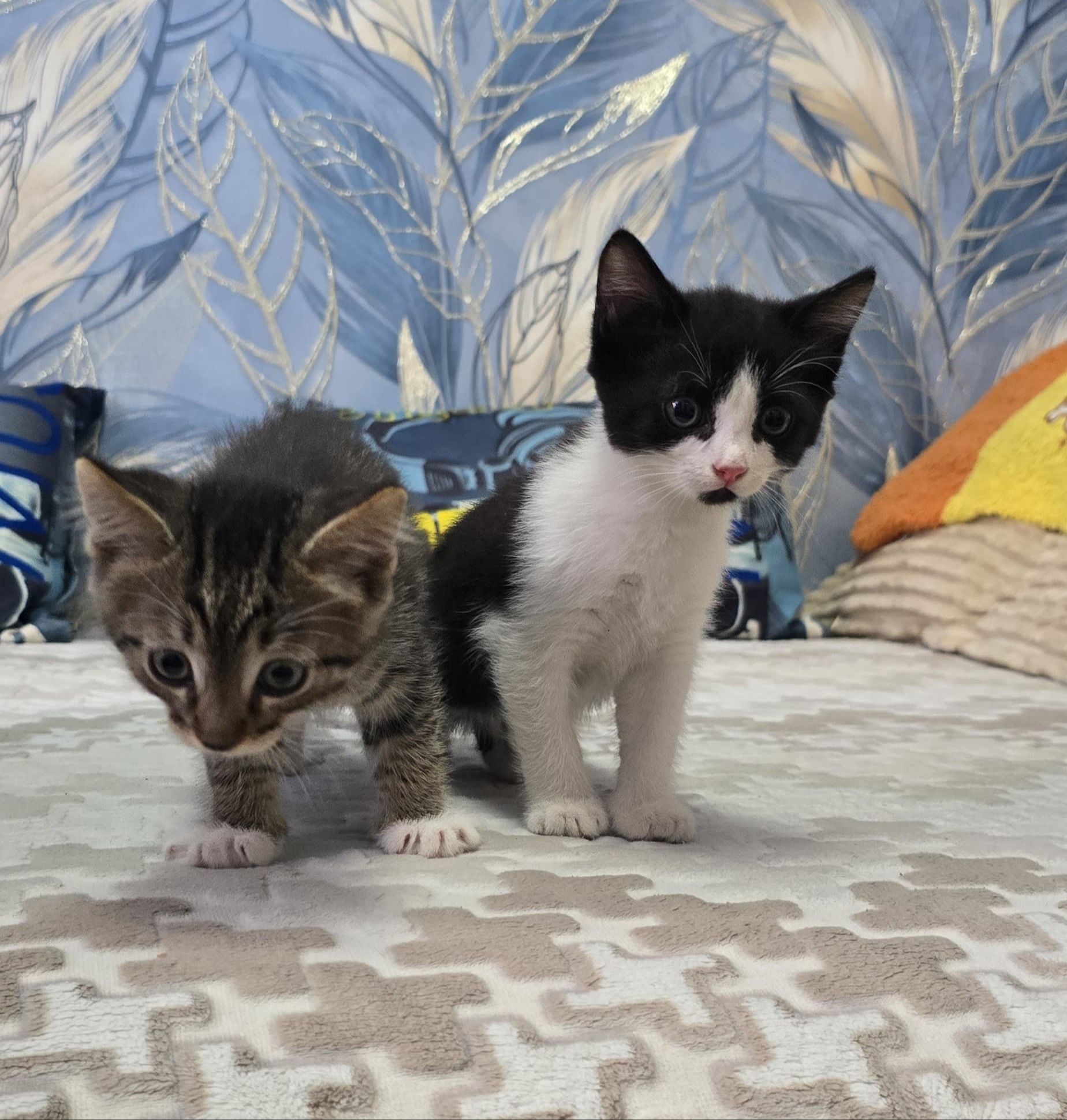 Отдам котят,  возраст 1,5 месяца
