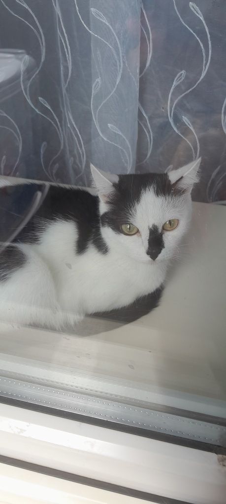 Срочно раздам котят