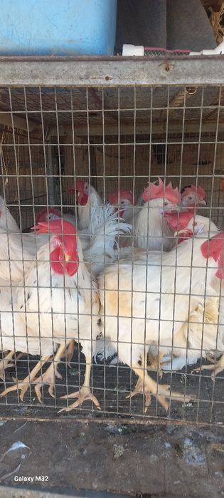 Хурозлар сотилади.  Ломан сенди